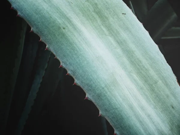 Fechar de agave verde — Fotografia de Stock