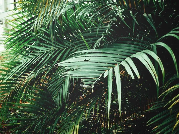 Tropical palma deixa textura de fundo — Fotografia de Stock