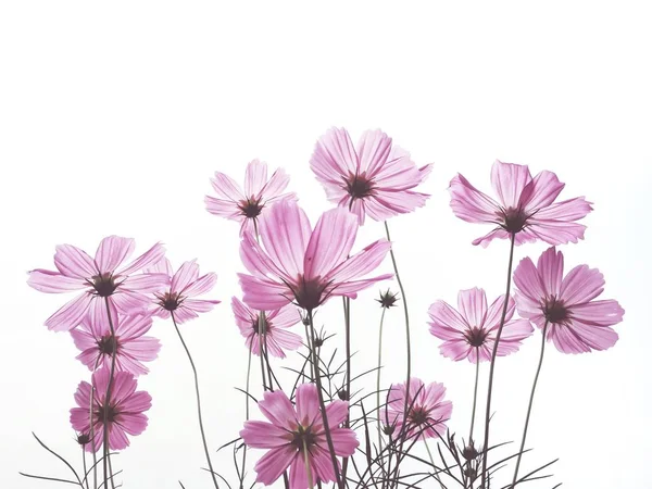 Pink cosmos flowers on white background isolate — Stock Photo, Image