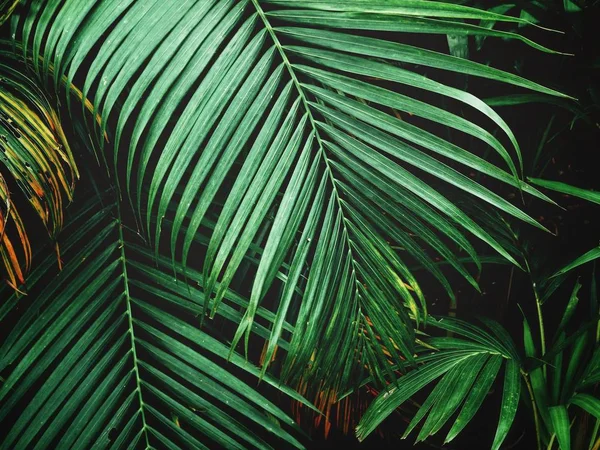 Tropical palm leaves background texture — Stock Photo, Image