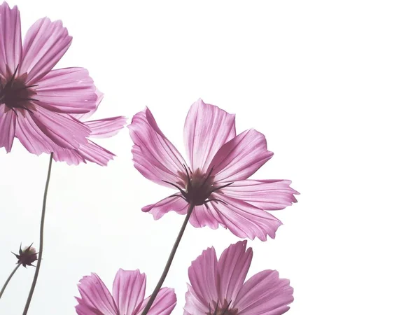 Pink cosmos flowers on white background isolate — Stock Photo, Image