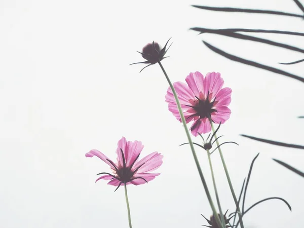 Izolovat růžové cosmos květy na bílém pozadí — Stock fotografie