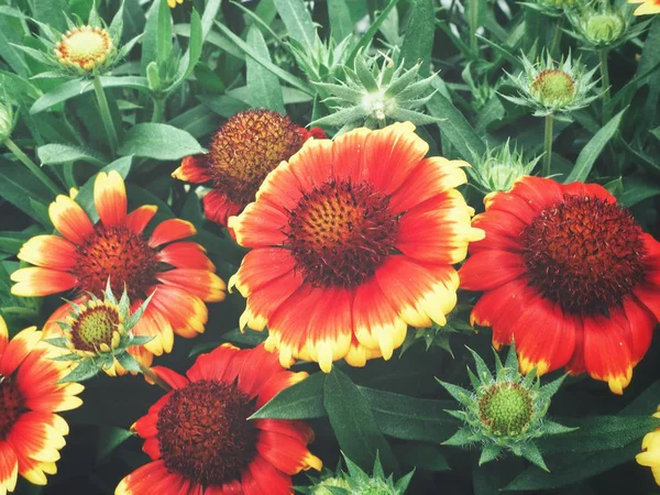 Beautiful of gerber red flowers — Stock Photo, Image