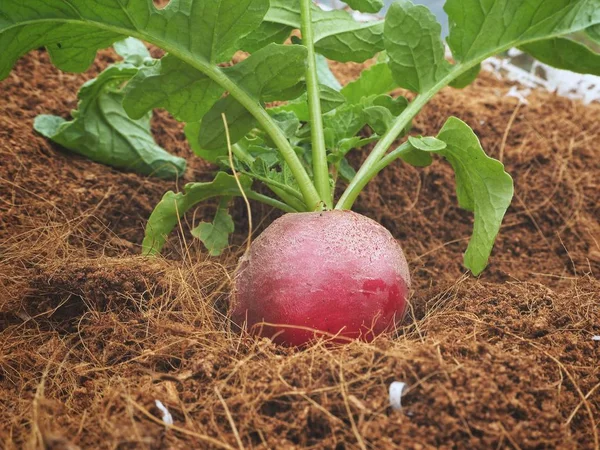 Rettich auf brauner Erde anbauen — Stockfoto