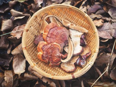 Ganoderma Lucidum - Ling Zhi Mushroom clipart
