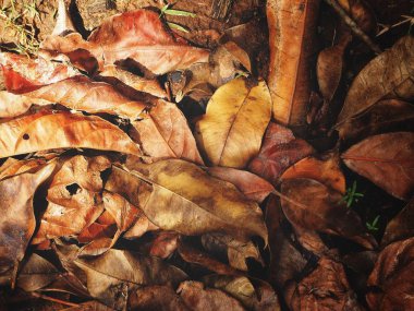 Kurutulmuş yaprakları, güzel