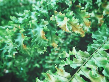 Eğreltiotu yapraklarının güzelliği