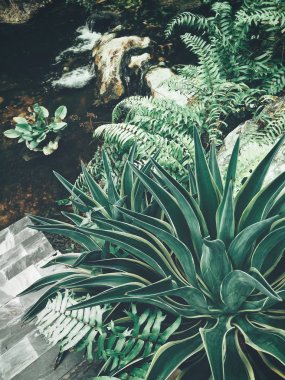 Agav ile taş yaprakları