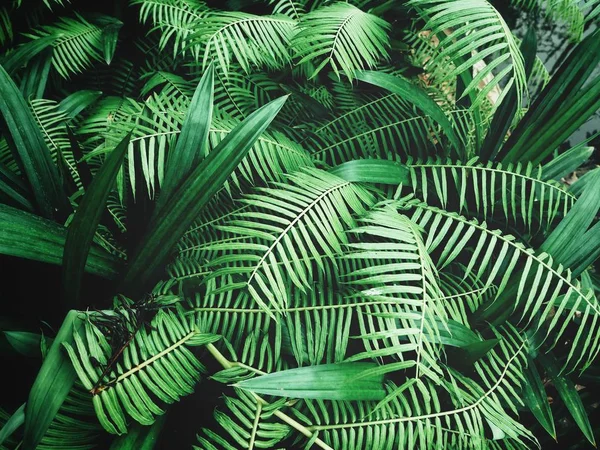 美丽的蕨类热带树叶 — 图库照片