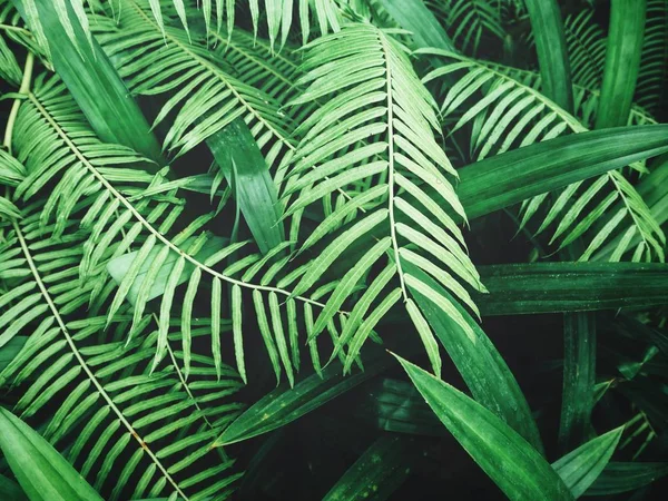 Hermoso de helecho hojas tropicales —  Fotos de Stock