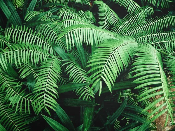 Hermoso de helecho hojas tropicales —  Fotos de Stock