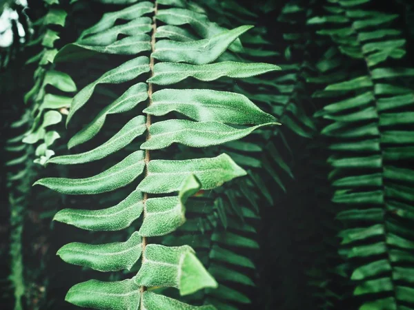 Kaunis saniainen trooppisia lehtiä — kuvapankkivalokuva