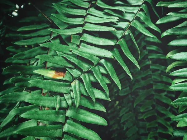 Schöne tropische Farnblätter — Stockfoto
