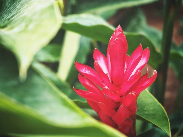 Fiore di zenzero rosso tropicale — Foto Stock