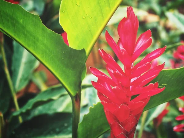 Trópusi vörös gyömbér virág — Stock Fotó