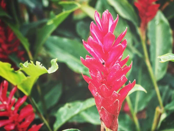 Fiore di zenzero rosso tropicale — Foto Stock