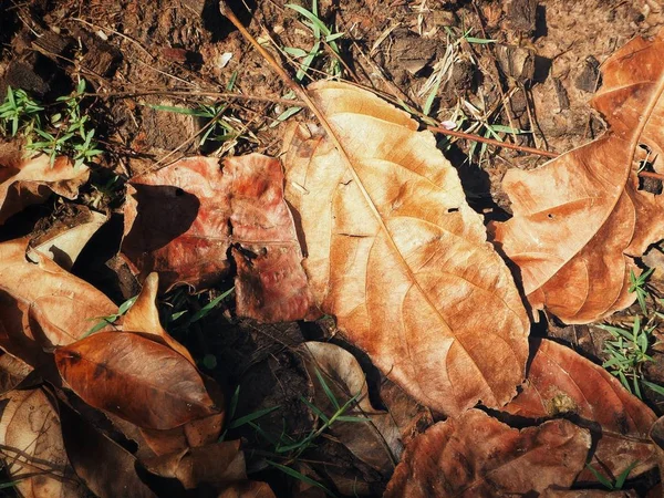 Kahverengi kurumuş yaprakların güzelliği — Stok fotoğraf