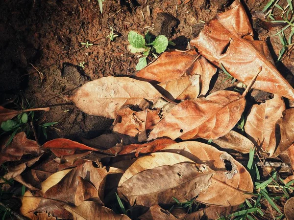 Kurutulmuş yaprakları, güzel — Stok fotoğraf