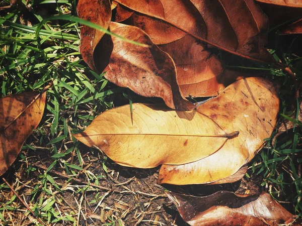 Piękne z suszonych liści — Zdjęcie stockowe