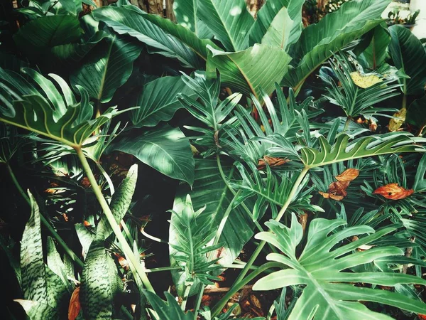 Beautiful of fern tropical leaves — Stock Photo, Image