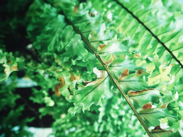 Piękne z liści tropikalnych paproci — Zdjęcie stockowe