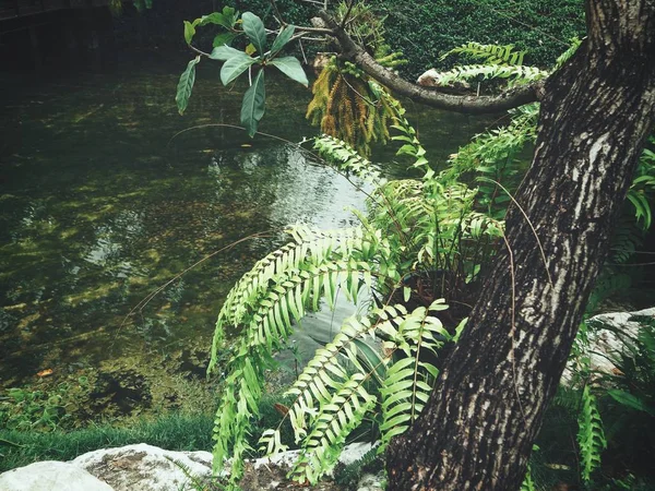 Schöne tropische Farnblätter — Stockfoto