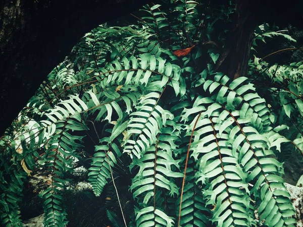 Piękne z liści tropikalnych paproci — Zdjęcie stockowe