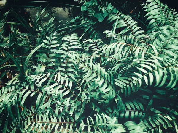 Hermoso de helecho hojas tropicales — Foto de Stock