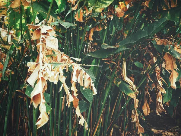 Bello di foglie tropicali verdi — Foto Stock