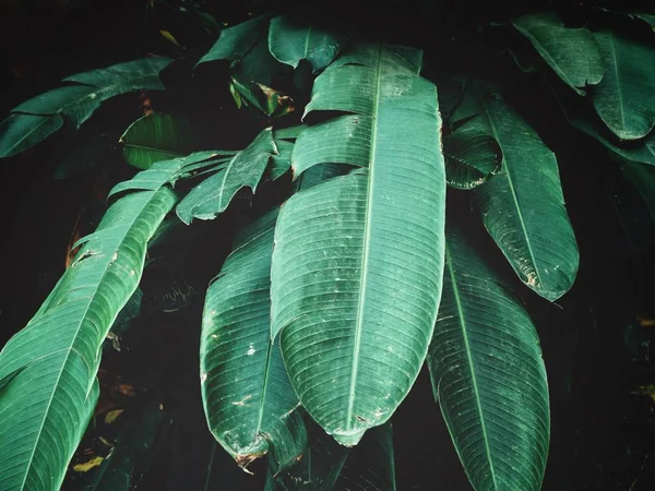 Hermosa de hojas tropicales verdes —  Fotos de Stock