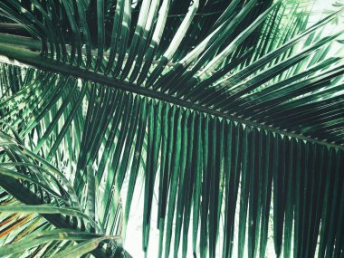 Tropikal palmiye yaprakları yakın çekim