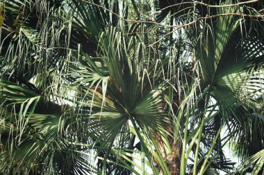 Tropikal palmiye yaprakları yakın çekim