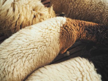 Koyun kürk arka plan veya doku 