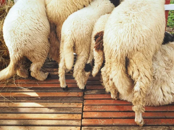Tail Sheep Farm — Stock Photo, Image