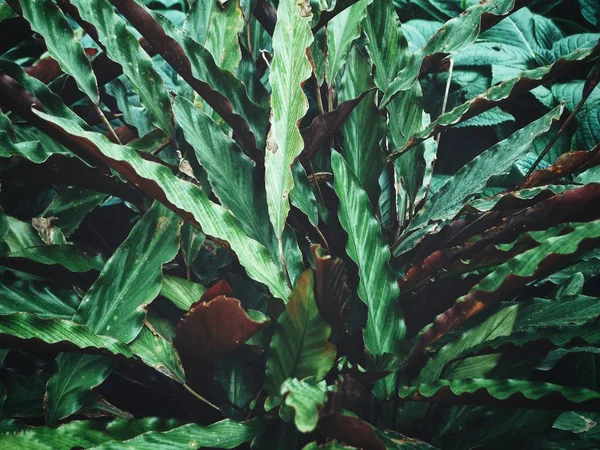 Piękne zielone liście tropikalne — Zdjęcie stockowe
