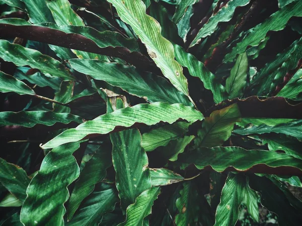 Vackra gröna tropiska blad — Stockfoto