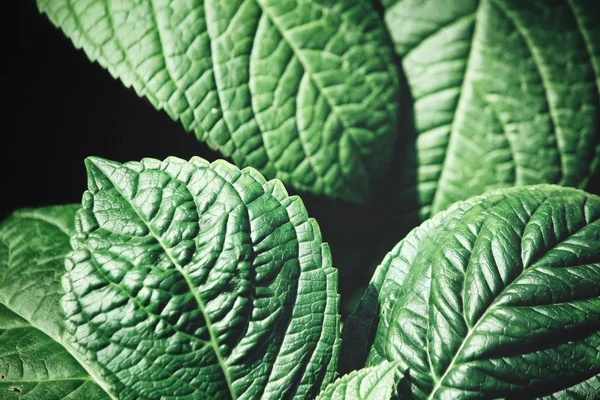 Green leaves background — Stock Photo, Image