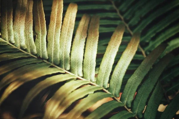 열 대 양 치 류 잎 — 스톡 사진