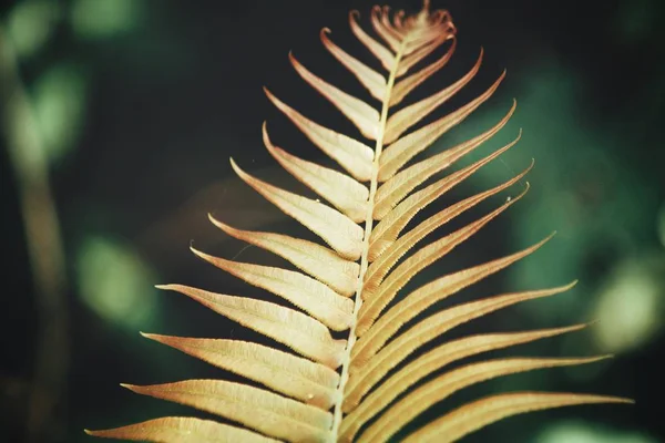 Feuilles de fougère tropicale — Photo