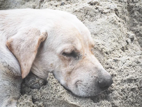 Söt hund labrador på sand — Stockfoto