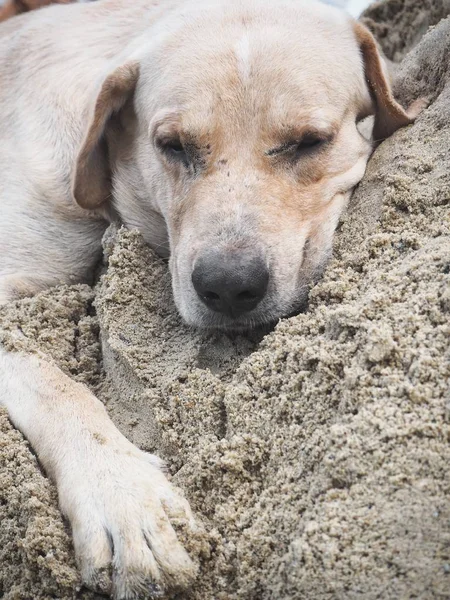 Bonito de labrador de cão na areia — Fotografia de Stock