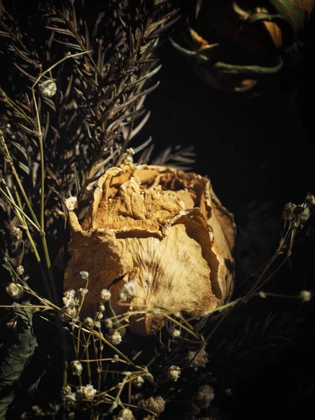 Hermosa de flores secas y sombra — Foto de Stock