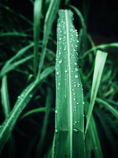 Verde hierba dejar y gota de agua —  Fotos de Stock