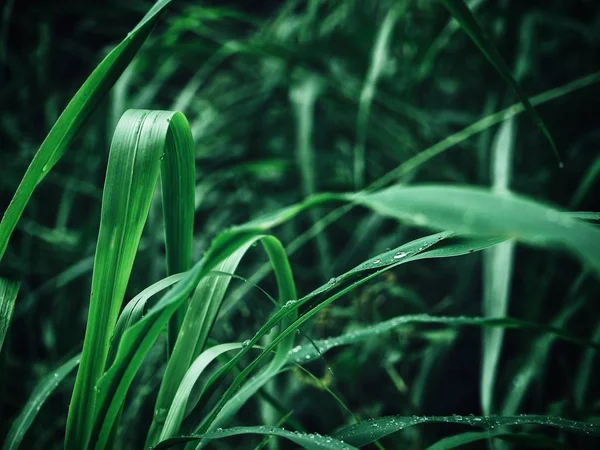 Folha de grama verde e gota de água — Fotografia de Stock
