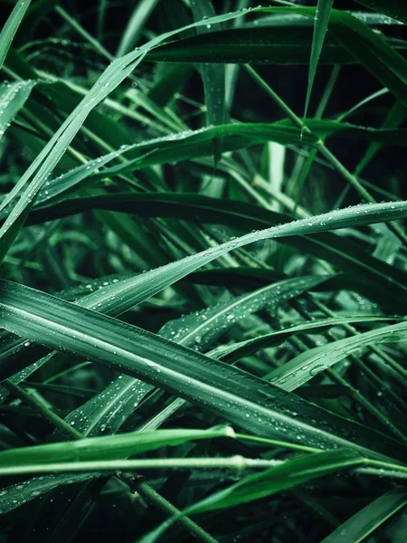 Verde hierba dejar y gota de agua —  Fotos de Stock