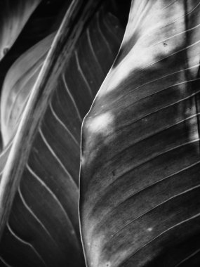 Siyah ve beyaz tropikal yapraklar