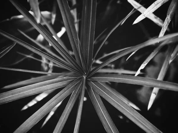 Schwarze und weiße tropische Blätter — Stockfoto