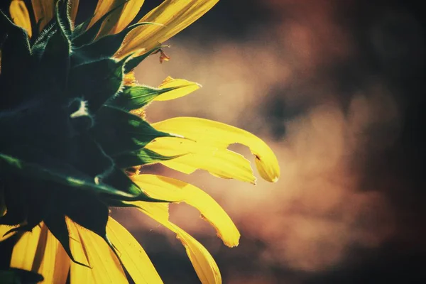 Belle de fleurs de soleil jaunes — Photo