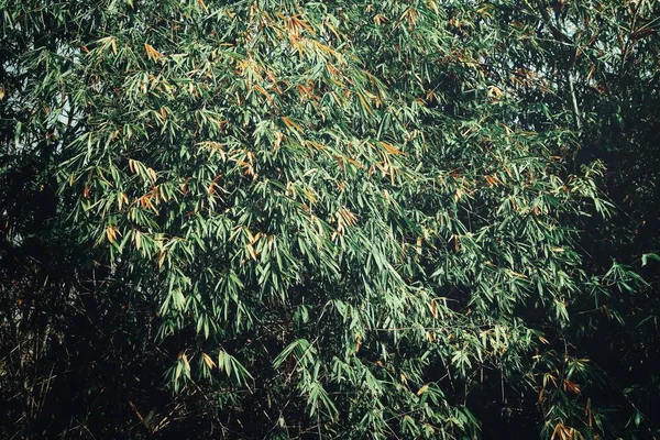 Лесные бамбуковые листья на дереве — стоковое фото