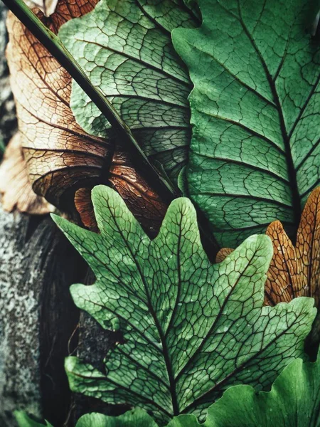 열대 고사리 잎의 아름다운 — 스톡 사진